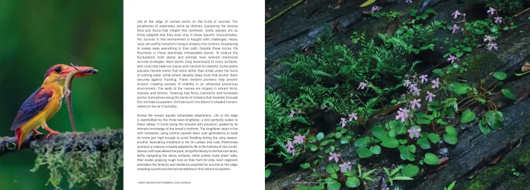Sample pages for web Sinharaja The Rain Forest lowres_pages-to-jpg-0007