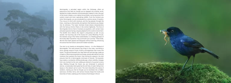 Sample pages for web Sinharaja The Rain Forest lowres_pages-to-jpg-0008
