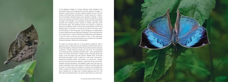 Sample pages for web Sinharaja The Rain Forest lowres_pages-to-jpg-0010